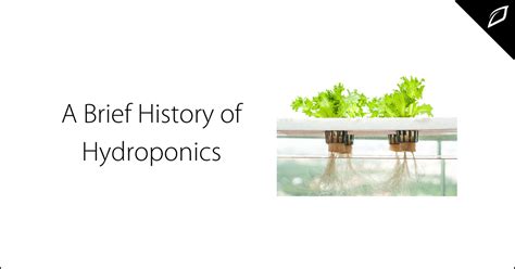 experiments with hydroponics|A look at the History of Hydroponics .